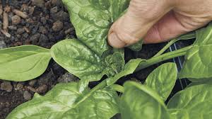 Produce For Square Foot Gardens