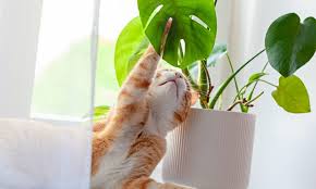 18 Common Plants Poisonous To Cats