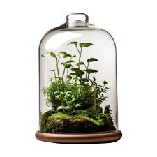 Glass Bottle Bell Jar Cloche Terrarium