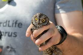Artificial Nests A Hit With Owls