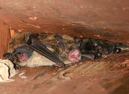 Bats And Bat Capture Removal By