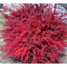 Rose Glow Barberry Shrub