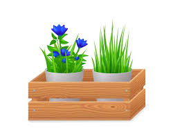 Flowerpots In Wooden Crate Isolated On