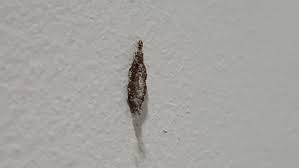 Plaster Bagworm Trapline Pest Solutions