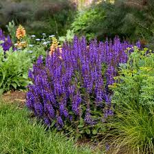 Violet Profusion Perennial Salvia