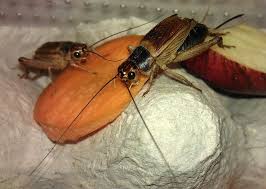 Why Are Crickets In My House