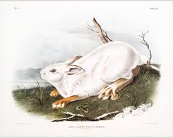 Audubon Snowshoe Hare Art Print