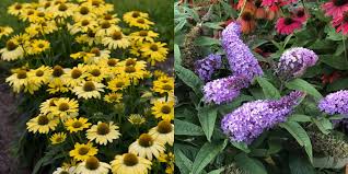 8 Hardy Plant Pairings For Landscapes