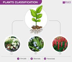 Classification Of Plants Annuals