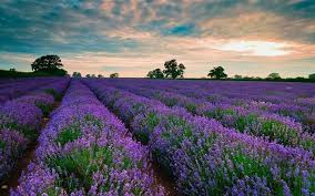 Dalat Flower Park The Most Beloved