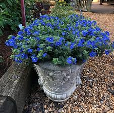 45 Plants With Blue Flowers Berries