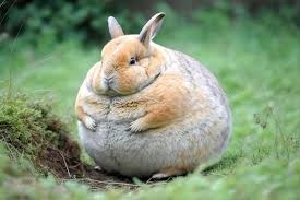Very Fat Funny Bunny Easter Fluffy