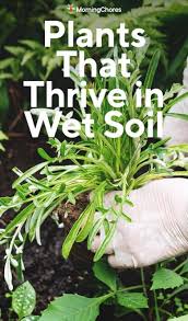 Plants That Thrive In Moist Or Wet Soil