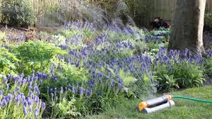 Garden Sprinkler Watering Flowers In Uk