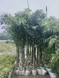 Arecaceae Natural Indian Palm Tree For