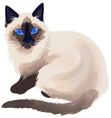 Drawing Of A Siamese Cat With Blue Eyes