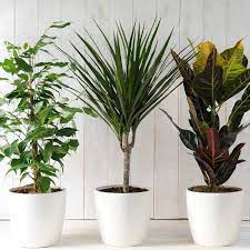 Indoor Plants Highly Compatible With Vastu