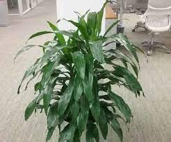 House Plants Identification Pictures
