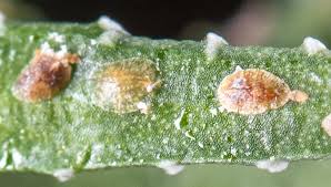 Scale Scale Insect Control Gardener