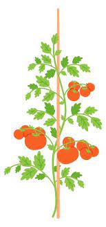 Tomato Plant Color Icon Organic