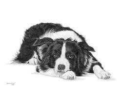 Dog Sheepdog Art Drawing Prints A4