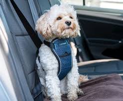 Car Safe Crash Tested Dog Harness Blue