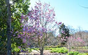 The Best Trees For Indianapolis Landscapes