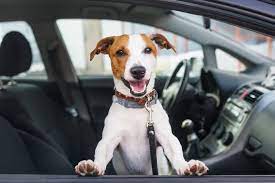 Best Cars For Dogs In 2023 U S News