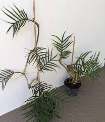 Ridiculously Expensive Indoor Plants
