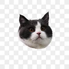 Funny Cat Png Transpa Images Free