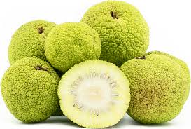 Osage Oranges Information And Facts