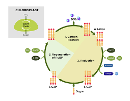 Photosynthesis Definition Process