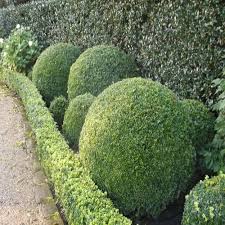 10 Creative Ways To Make Your Hedges