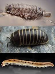 Millipedes Types And Facts How To