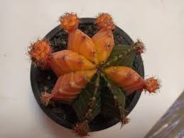 Round Plastic Gymnocalycium