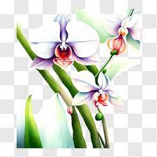 White Orchid Png Free