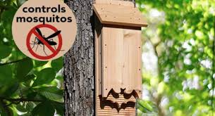 How Why To Build A Bat Box