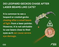 do leopard geckos chase after laser