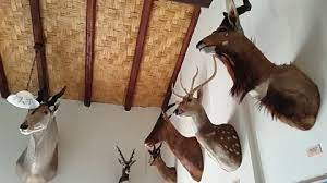 Trophy Animal Heads On A Wall Stock