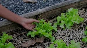Garden Bed Or Cultivation Bed
