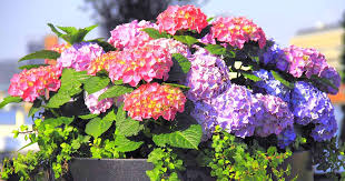 How To Grow Hydrangeas In Containers