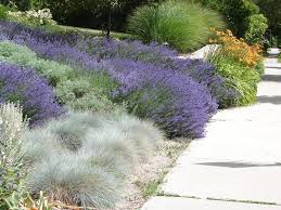 Xeriscape Garden How To Conserve Water