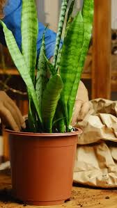 Snake Plant Stock Footage