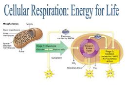 Cell Energy Flashcards Quizlet