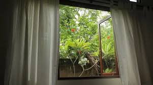 Tropical Garden Through The Window