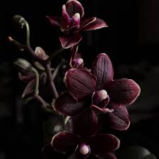 Black Orchid Fragrance Oil Supplies