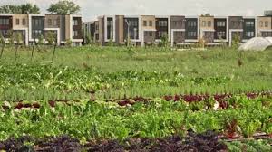 Raised Garden Beds Stock Footage