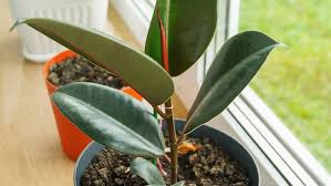 How To Grow Rubber Plants Miraclegro