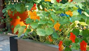 How To Grow Nasturtiums From Seed