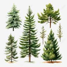 Coniferous Trees With Needles In The